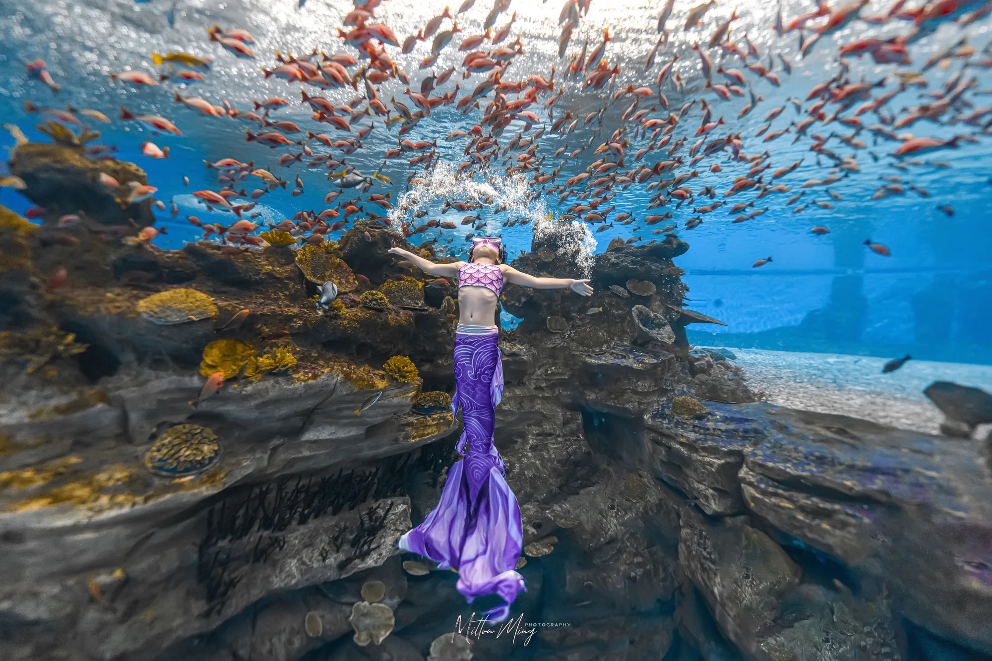 美人鱼潜水 — 喵腾 MIL DIVING 潜水课程