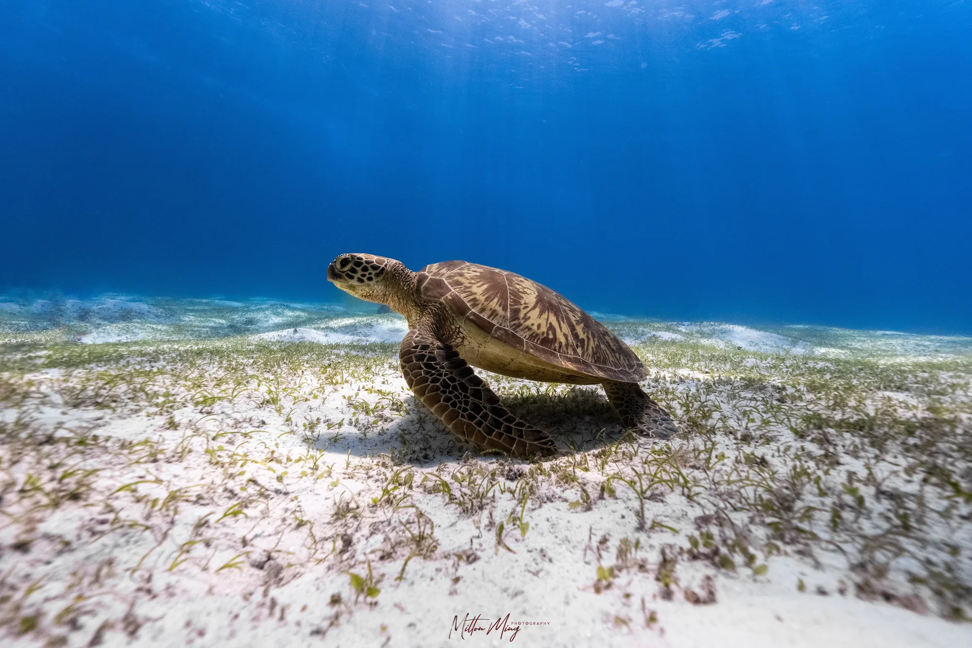 水下摄影 — 喵腾 MIL DIVING 潜水课程